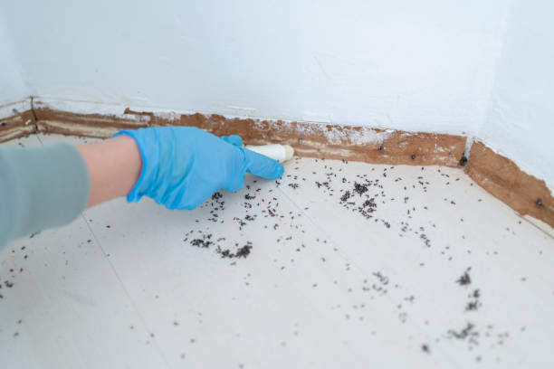 Best Termite Control Services  in Atlantic Highlands, NJ
